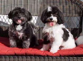 male and female Maltipoo dogs