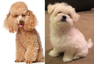 Maltipoo vs Poodle head shape