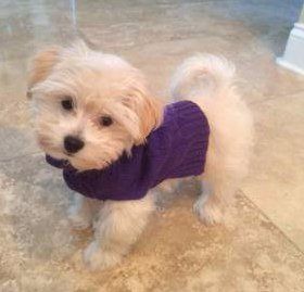 Maltipoo with purple sweater
