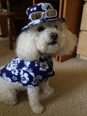 Maltipoo with shirt and hat
