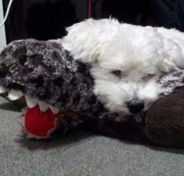 Maltipoo resting on stuffed animal