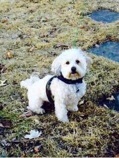 Maltipoo outside on grass