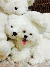 white Maltipoo with white stuffed animal bears