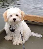 Maltipo dog near water