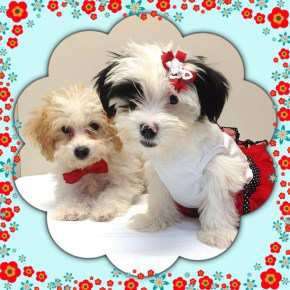 Maltipoo littermates