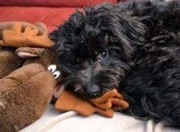 black Maltipoo with toy