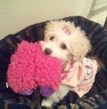 Maltipoo pup 5 month old female