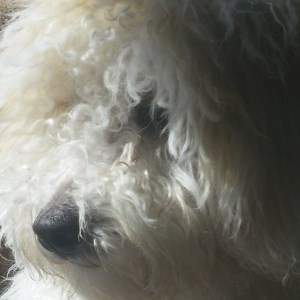 close up of Maltipoo dog