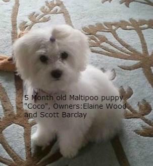 Maltipoo 5 months of age