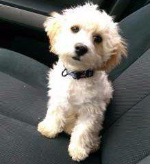 Maltipoo cream color 7 months old
