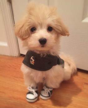 Maltipoo with sneakers on