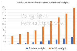 Maltipoo Adult Size Estimate Chart