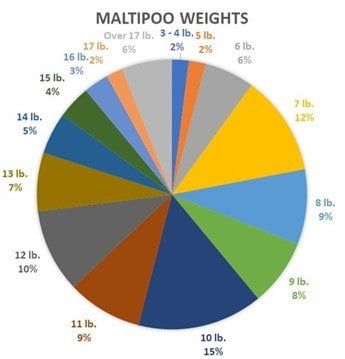 Maltipoo adult weight pie chart