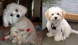 Maltipoo and Maltese side by side