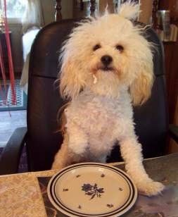 Maltipoo at table, shaved closed