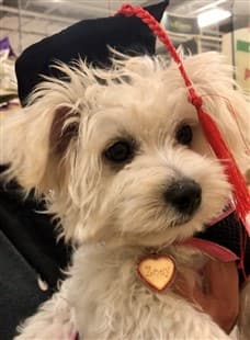 Maltipoo at training school