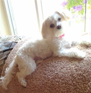Maltipoo at window in sun