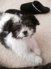 Maltipoo black and white