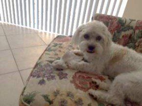 Maltipoo on a chair