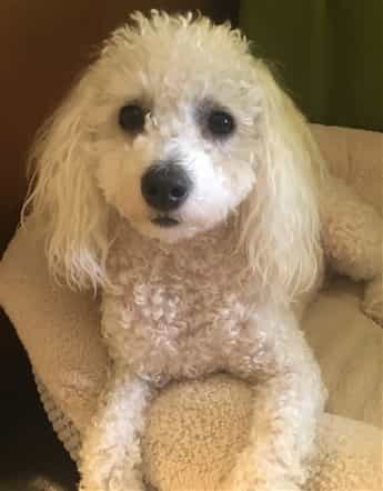 Maltipoo with curly hair looking clean