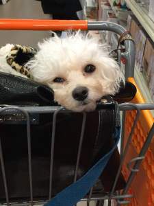 Maltipoo dog in shopping cart