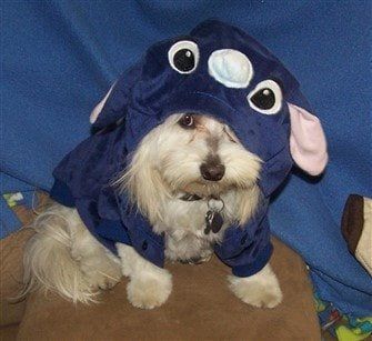 Maltipoo in Stitch costume
