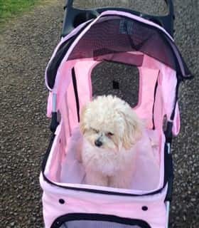 Maltipoo dog in a pink stroller
