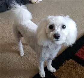 Maltipoo dog inside - solid white