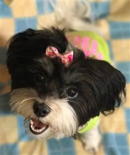 Maltipoo dog looking up, bow in hair