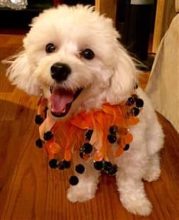 maltipoo-dog-on-halloween