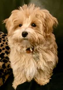 maltipoo-dog-posing-for-camera