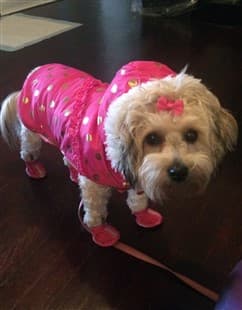 Maltipoo dressed for cold weather