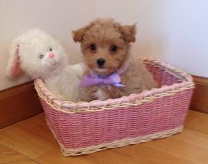 Maltipoo puppy in Easter basket