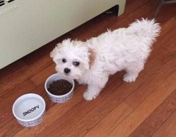 Maltipoo eating food