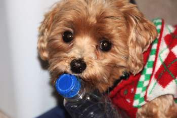 Maltipoo eyes