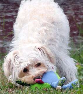 Maltipoo for blog
