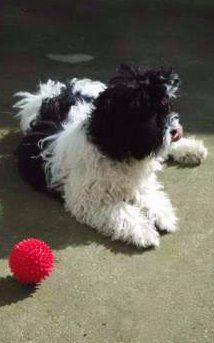 corded Maltipoo