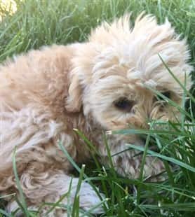 Maltipoo hiding in the grass
