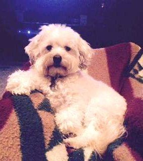Maltipoo hybrid vigor