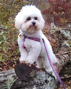 Maltipoo in forest