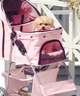 Maltipoo in pet stroller