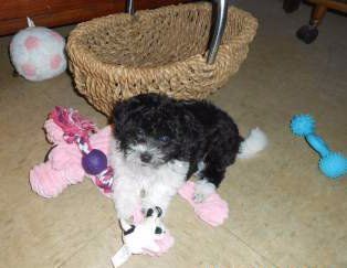 Maltipoo with lots of toys