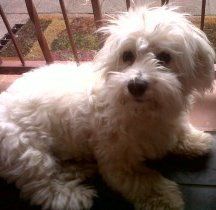 Maltipoo medium hair style
