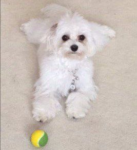 Maltipoo named Cricket