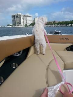 Maltipoo dog on a boat