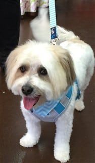 maltipoo walked on harness