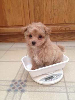 Maltipoo on scale