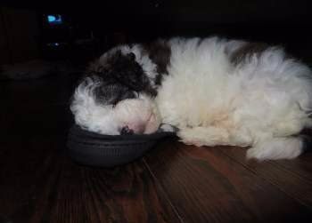 Maltipoo sleeping on a shoe