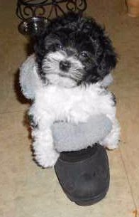 Maltipoo puppy on slipper