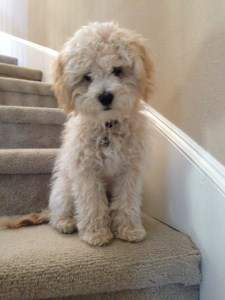 Maltipoo dog on staircase